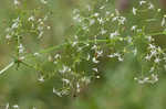 False baby's breath